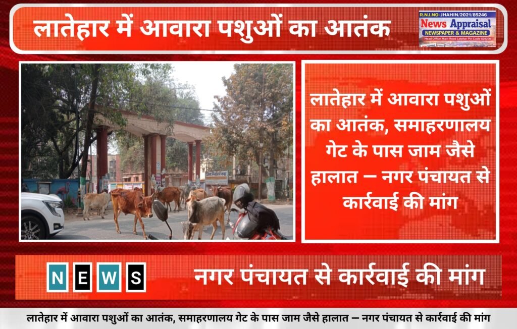 Latehar News:आवारा पशुओं का आतंक,समाहरणालय गेट के पास जाम जैसे हालात — नगर पंचायत से कार्रवाई की मांग