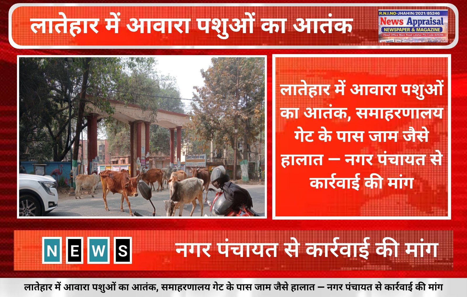 Latehar News:आवारा पशुओं का आतंक,समाहरणालय गेट के पास जाम जैसे हालात — नगर पंचायत से कार्रवाई की मांग Latehar News:आवारा पशुओं का आतंक,समाहरणालय गेट के पास जाम जैसे हालात — नगर पंचायत से कार्रवाई की मांग