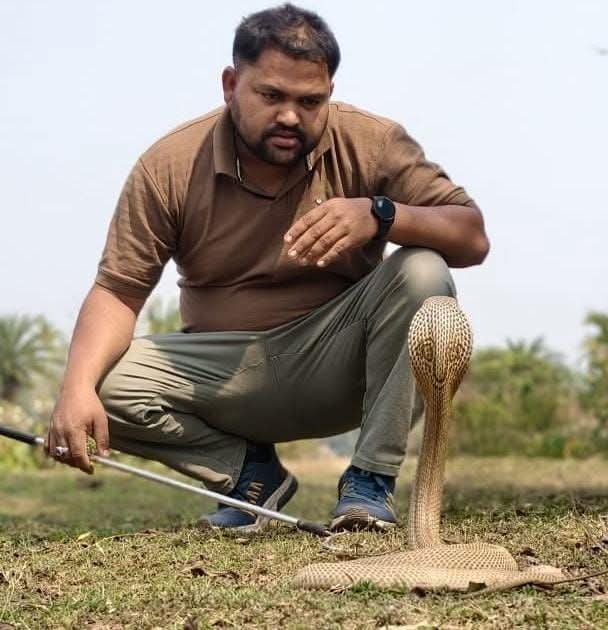 पुआल के ढेर से निकला छह फीेट लंबा नाग, वनकर्मी ने किया सुरक्षित रेस्क्यू पुआल के ढेर से निकला छह फीेट लंबा नाग, वनकर्मी ने किया सुरक्षित रेस्क्यू