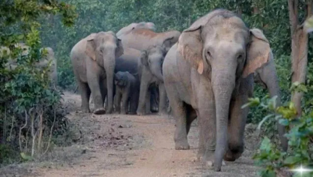 Jharkhand: 18 वन जिलों में एलिफेंट रेस्क्यू सेंटर बनेंगे, मानव-हाथी संघर्ष पर काबू की तैयारी Jharkhand: 18 वन जिलों में एलिफेंट रेस्क्यू सेंटर बनेंगे, मानव-हाथी संघर्ष पर काबू की तैयारी