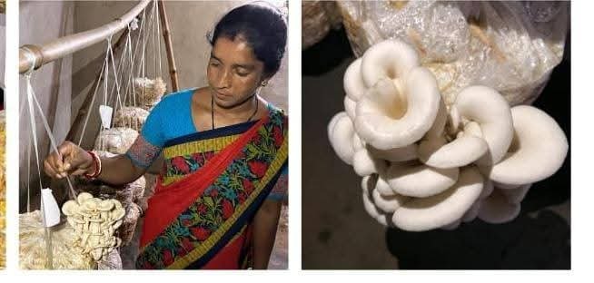 संघर्ष से आत्मनिर्भरता तक: दुलाली मुर्मू बनीं प्रेरणा की मिसाल संघर्ष से आत्मनिर्भरता तक: दुलाली मुर्मू बनीं प्रेरणा की मिसाल
