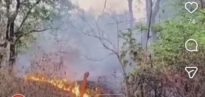 जंगलों में आग लगाने पर वन विभाग सख्त, हाथियों के गांवों की ओर रुख करने की आशंका जंगलों में आग लगाने पर वन विभाग सख्त, हाथियों के गांवों की ओर रुख करने की आशंका
