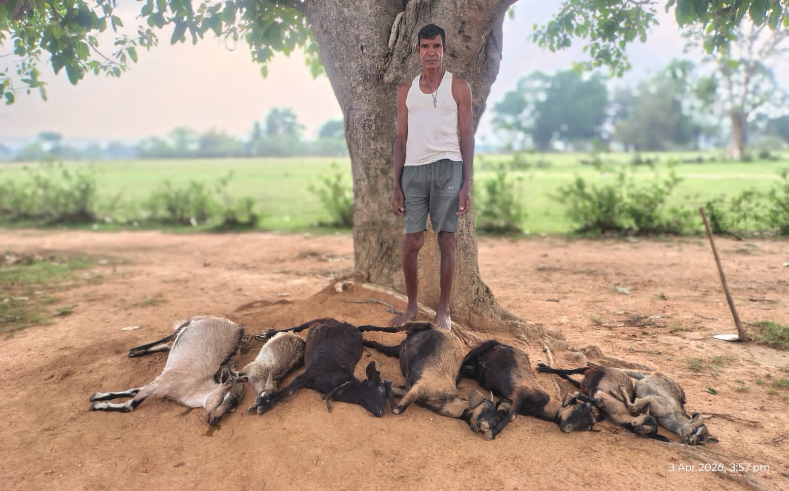 बेलागड़ा गांव में वज्रपात से सात मवेशी की हुई मौत बेलागड़ा गांव में वज्रपात से सात मवेशी की हुई मौत