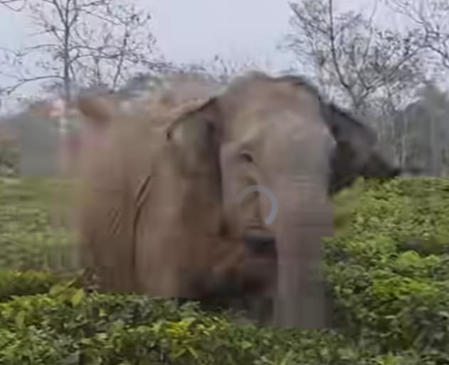 गोमिया में बढ़ा हाथियों का आतंक, दो झुंडों की मौजूदगी से दहशत—ग्रामीणों को सावधानी बरतने की अपील गोमिया में बढ़ा हाथियों का आतंक, दो झुंडों की मौजूदगी से दहशत—ग्रामीणों को सावधानी बरतने की अपील
