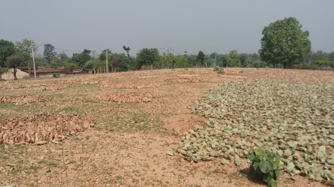 पलामू टाइगर रिजर्व में केंदू पत्ता का अवैध कारोबार, जांच की उठी मांग