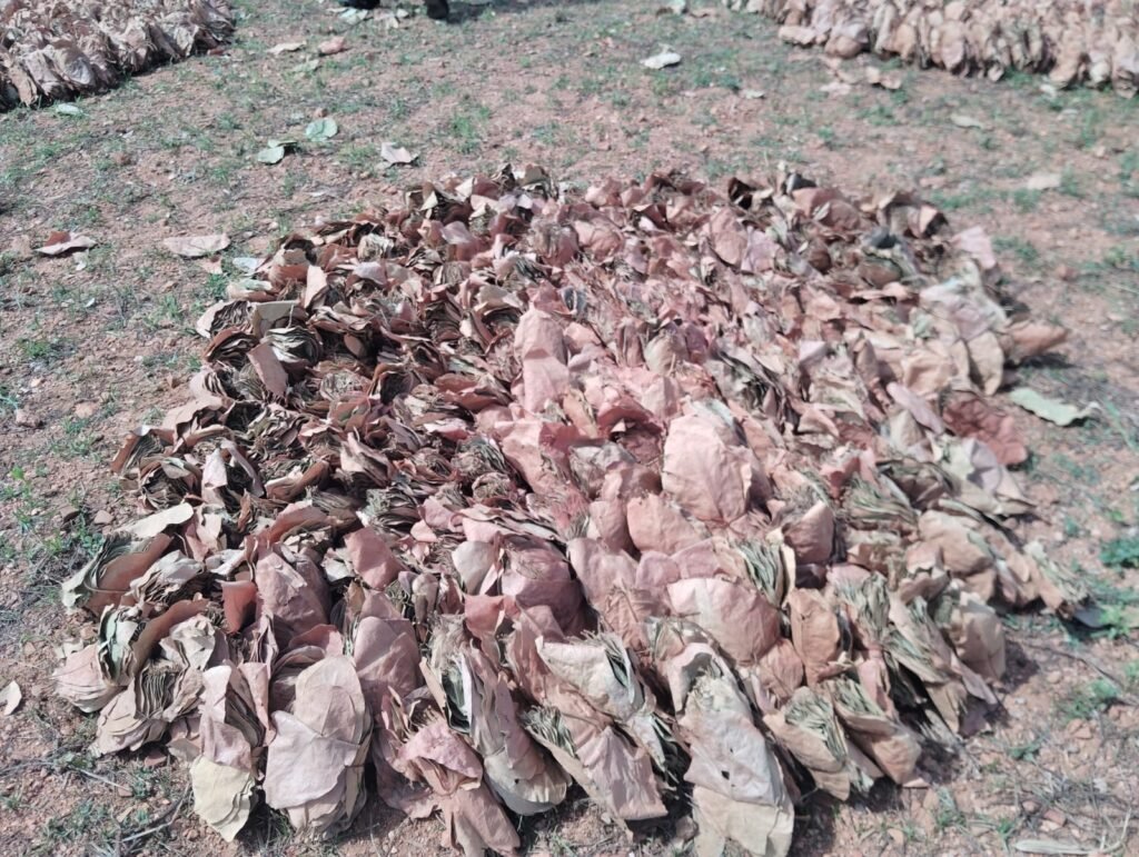 पलामू टाइगर रिजर्व में केंदू पत्ता का अवैध कारोबार, जांच की उठी मांग