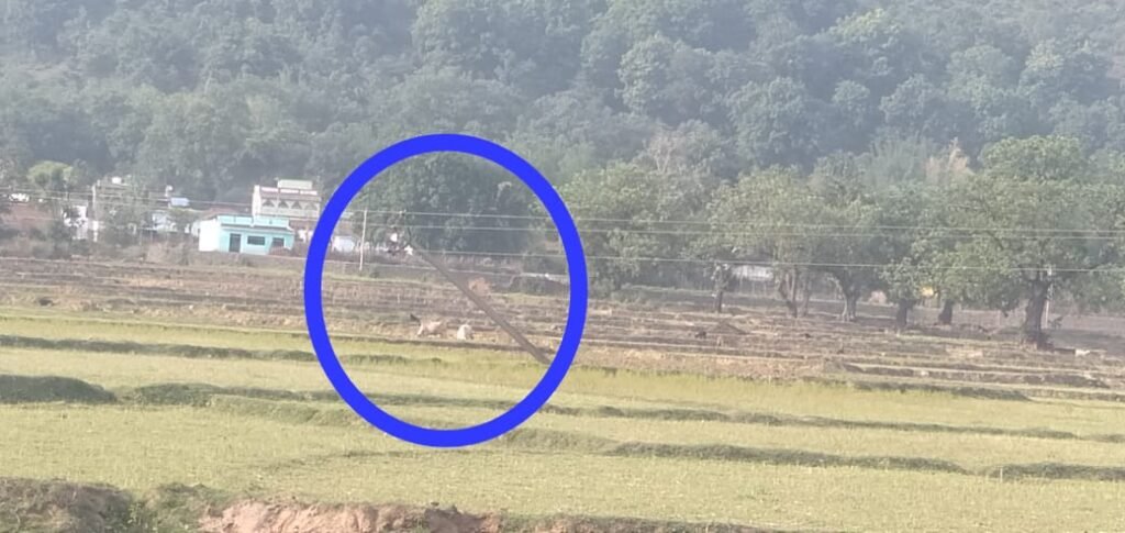 सिल्ली के पिस्का गांव के खेत में मंडरा रहा मौत!सिल्ली:सावधान! सिल्ली के पिस्का गांव के खेत में मंडरा रहा मौत!सिल्ली:सावधान!