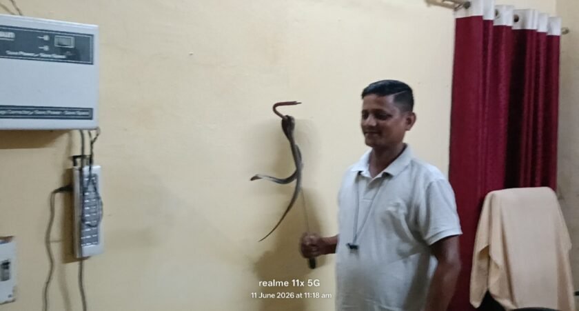 तेनुघाट रजिस्ट्री कार्यालय में कोबरा मिलने से मची अफरा-तफरी, सुरक्षित पकड़ा गया तेनुघाट रजिस्ट्री कार्यालय में कोबरा मिलने से मची अफरा-तफरी, सुरक्षित पकड़ा गया