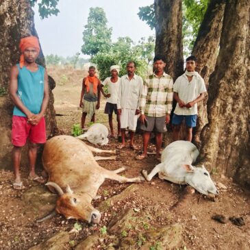 Latehar News:वज्रपात से तीन मवेशियों की मौत, किसानों को भारी नुकसान Latehar News:वज्रपात से तीन मवेशियों की मौत, किसानों को भारी नुकसान