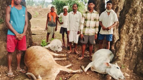 Latehar News:वज्रपात से तीन मवेशियों की मौत, किसानों को भारी नुकसान Latehar News:वज्रपात से तीन मवेशियों की मौत, किसानों को भारी नुकसान