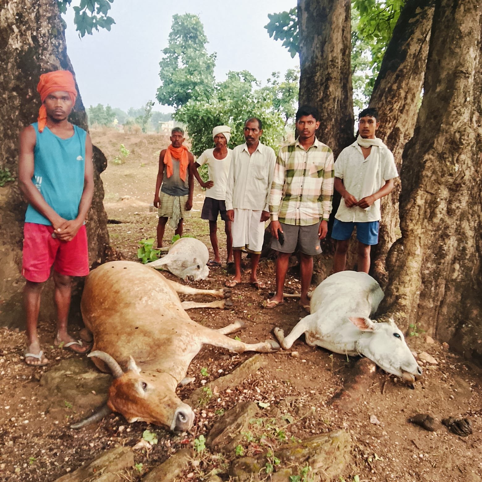 Latehar News:वज्रपात से तीन मवेशियों की मौत, किसानों को भारी नुकसान Latehar News:वज्रपात से तीन मवेशियों की मौत, किसानों को भारी नुकसान