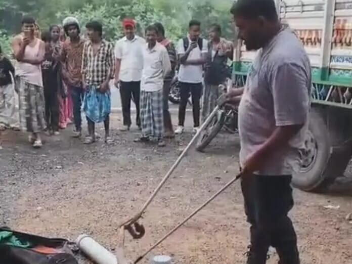 “जब शिकारी ही फंस गया:चूहे को निगलने के बाद बिल में अटका चश्माधारी नाग” “जब शिकारी ही फंस गया:चूहे को निगलने के बाद बिल में अटका चश्माधारी नाग”