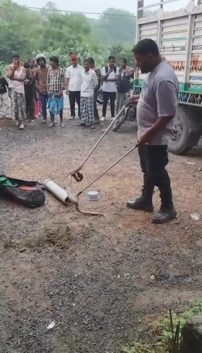“जब शिकारी ही फंस गया:चूहे को निगलने के बाद बिल में अटका चश्माधारी नाग”