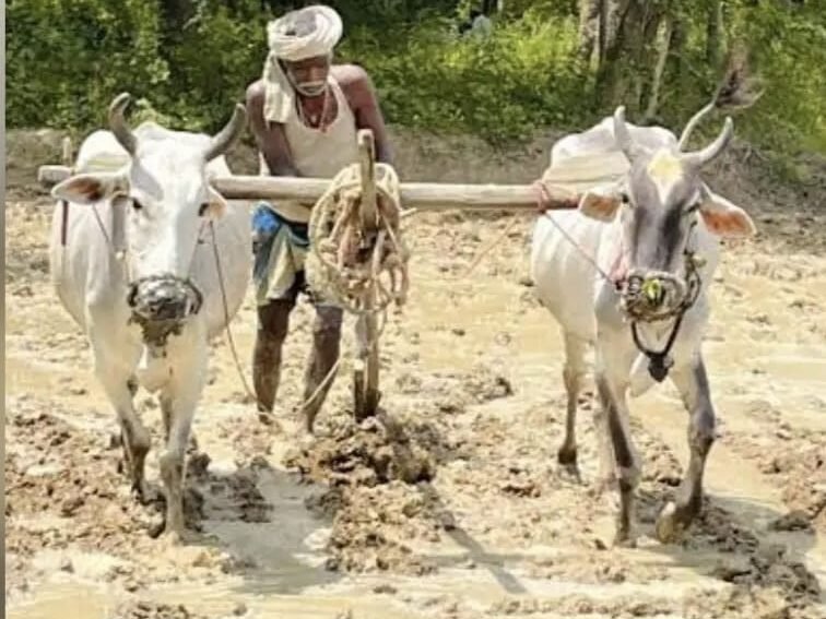 बरहेट में अब भी जिंदा है हल-बैल से खेती की परंपरा, आधुनिकता के बीच विरासत बचाए हुए किसान बरहेट में अब भी जिंदा है हल-बैल से खेती की परंपरा, आधुनिकता के बीच विरासत बचाए हुए किसान