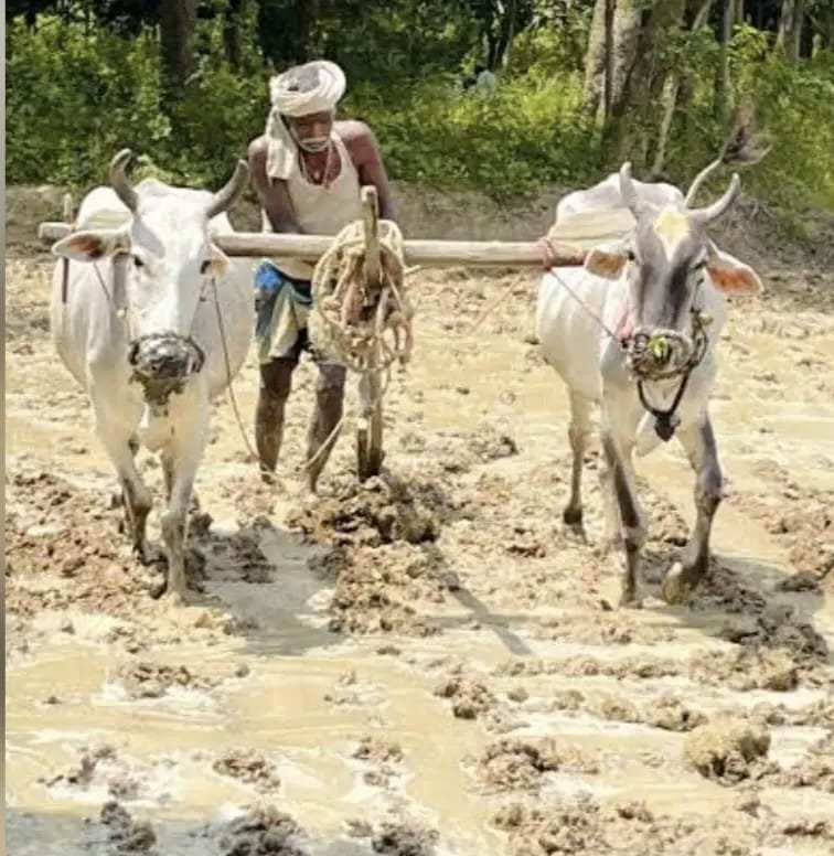 बरहेट में अब भी जिंदा है हल-बैल से खेती की परंपरा, आधुनिकता के बीच विरासत बचाए हुए किसान बरहेट में अब भी जिंदा है हल-बैल से खेती की परंपरा, आधुनिकता के बीच विरासत बचाए हुए किसान