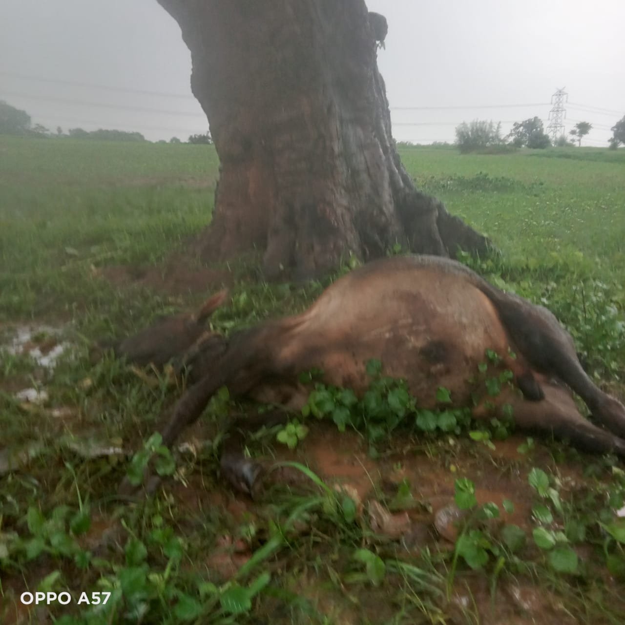 Balumath News:वज्रपात से बछड़े की मौत,जिला परिषद उपाध्यक्ष अनीता देवी ने लिया संज्ञान Balumath News:वज्रपात से बछड़े की मौत,जिला परिषद उपाध्यक्ष अनीता देवी ने लिया संज्ञान