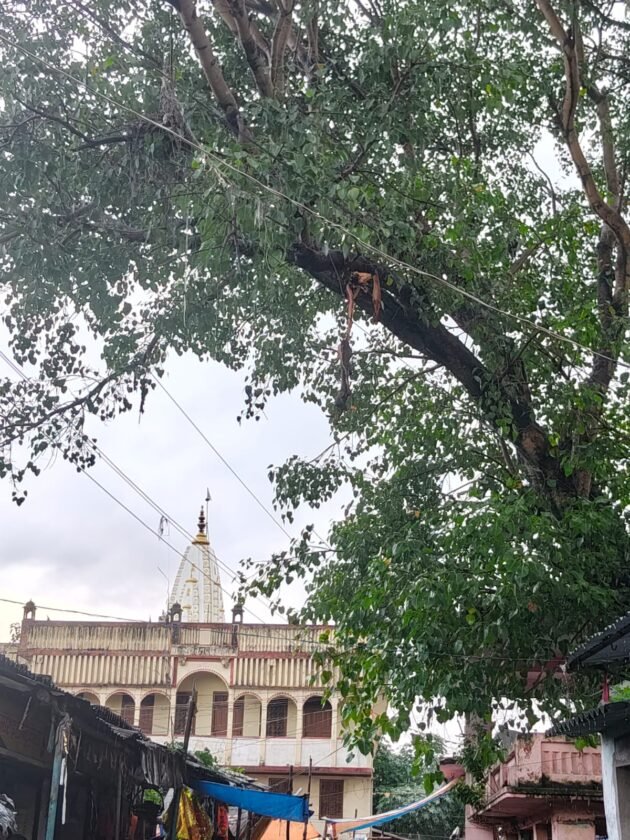 साड़म बाजार के संकटमोचन मंदिर में पीपल के पेड़ पर वज्रपात, बाल-बाल बचे लोग साड़म बाजार के संकटमोचन मंदिर में पीपल के पेड़ पर वज्रपात, बाल-बाल बचे लोग