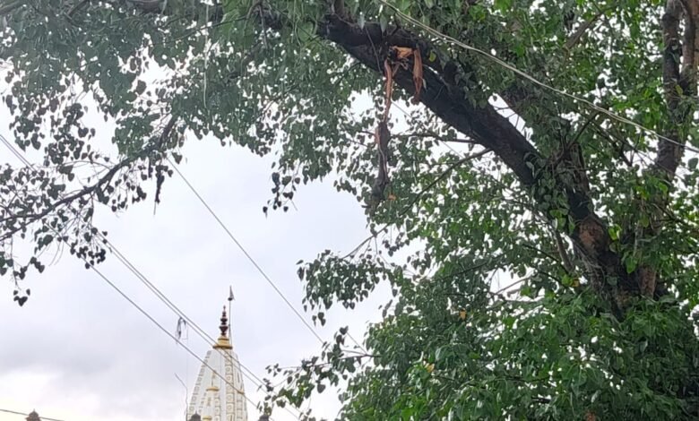 साड़म बाजार के संकटमोचन मंदिर में पीपल के पेड़ पर वज्रपात, बाल-बाल बचे लोग साड़म बाजार के संकटमोचन मंदिर में पीपल के पेड़ पर वज्रपात, बाल-बाल बचे लोग