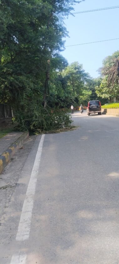 Jamshedpur:दो दिनों से सड़क पर गिरा है कंटीले पेड़ की टहनी , जिम्मेदार बेखबर