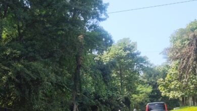 Jamshedpur:दो दिनों से सड़क पर गिरा है कंटीले पेड़ की टहनी , जिम्मेदार बेखबर Jamshedpur:दो दिनों से सड़क पर गिरा है कंटीले पेड़ की टहनी , जिम्मेदार बेखबर