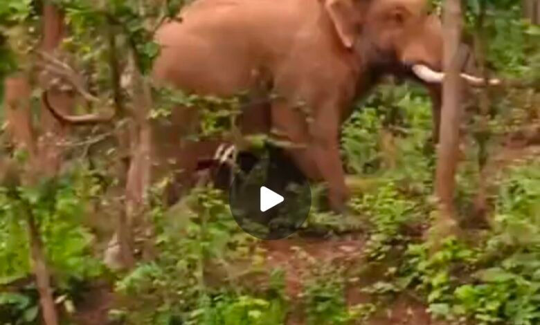 गुमला में जंगली हाथियों का कहर: गांवों में दहशत,फसलें और घर तबाह गुमला में जंगली हाथियों का कहर: गांवों में दहशत,फसलें और घर तबाह