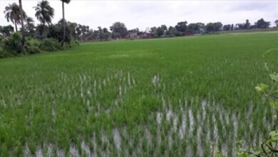 तीन दिनों की बारिश से किसानों के चेहरे खिले, जर्जर सड़कों पर जलजमाव से बढ़ी परेशानी तीन दिनों की बारिश से किसानों के चेहरे खिले, जर्जर सड़कों पर जलजमाव से बढ़ी परेशानी