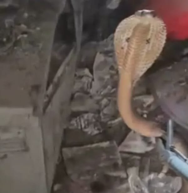 Pakur:एसडीपीओ के आवास परिसर में निकला विशाल कोबरा, मची अफरातफरी Pakur:एसडीपीओ के आवास परिसर में निकला विशाल कोबरा, मची अफरातफरी