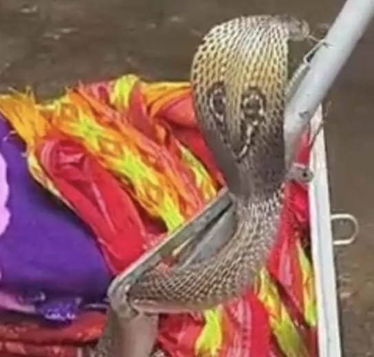बक्शे से निकला साढ़े चार फीट लंबा कोबरा, कागजात निकालने पहुंचे गृहस्वामी के उड़े होश बक्शे से निकला साढ़े चार फीट लंबा कोबरा, कागजात निकालने पहुंचे गृहस्वामी के उड़े होश
