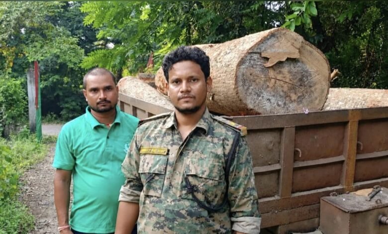 मंडरो में अवैध लकड़ी पर वन विभाग का शिकंजा, फुलभंगा में सेमल-सखुआ के भारी मात्रा में बोटे जब्त