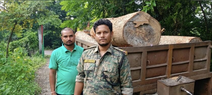 मंडरो में अवैध लकड़ी पर वन विभाग का शिकंजा, फुलभंगा में सेमल-सखुआ के भारी मात्रा में बोटे जब्त