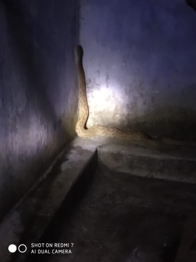 साड़म शिव मंदिर परिसर के पास दिखा खतरनाक रसेल वाइपर, लोगों में दहशत