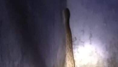 साड़म शिव मंदिर परिसर के पास दिखा खतरनाक रसेल वाइपर, लोगों में दहशत साड़म शिव मंदिर परिसर के पास दिखा खतरनाक रसेल वाइपर, लोगों में दहशत