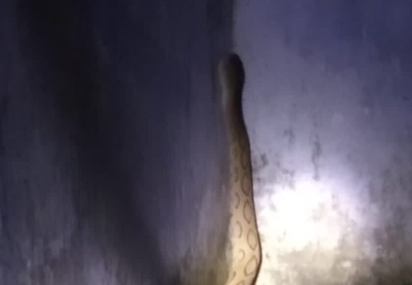 साड़म शिव मंदिर परिसर के पास दिखा खतरनाक रसेल वाइपर, लोगों में दहशत